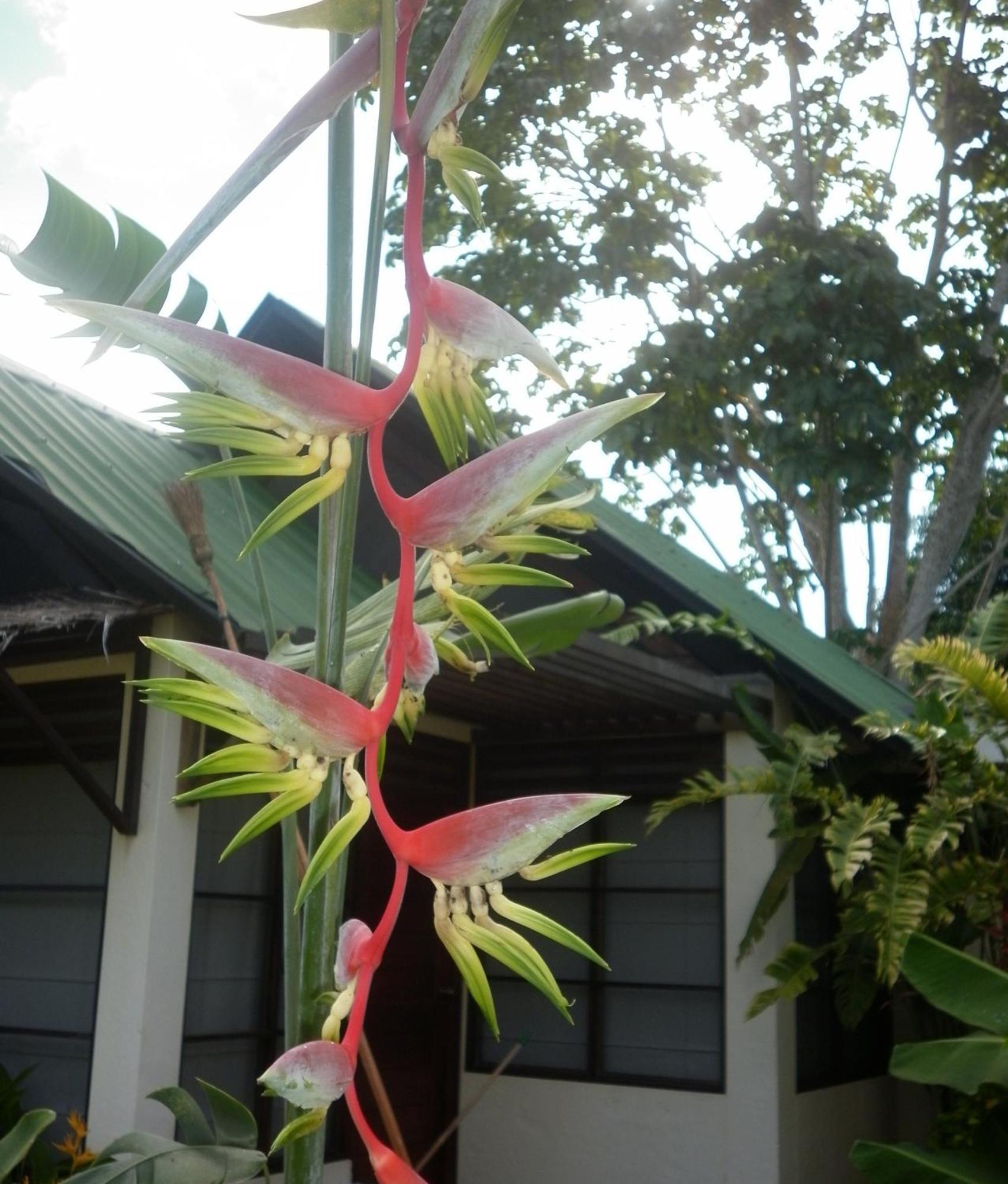 Hotel Amazon Bed And Breakfast Leticia Exterior photo